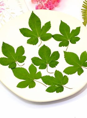 葎草干叶树叶贴画装饰干花