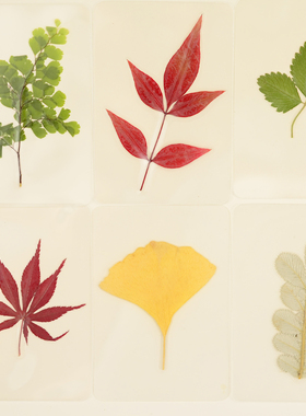 无标签真树叶塑封干花植物标本