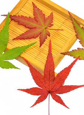 天然红绿枫叶干花压花创意装饰物