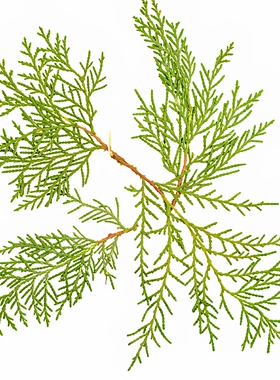 侧柏叶创意手工书签装饰压花干花
