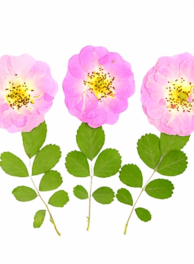 野蔷薇压花干花树叶真植物标本