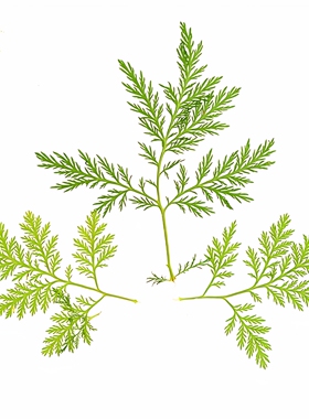 青蒿叶压花干花真树叶植物标本