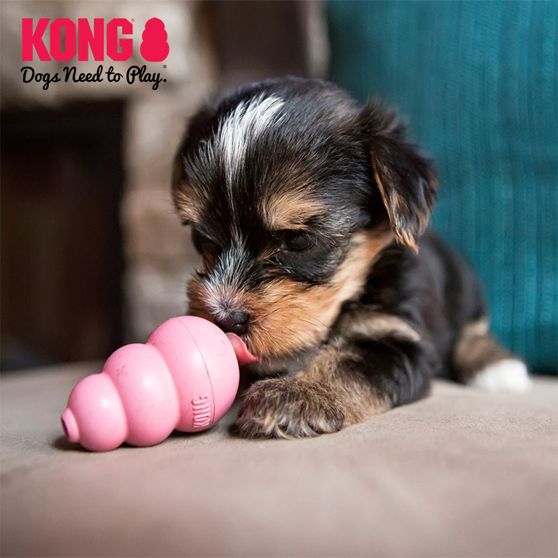 KONG美国幼犬趣味漏食训练磨牙宠物2kg以下狗狗玩具组合