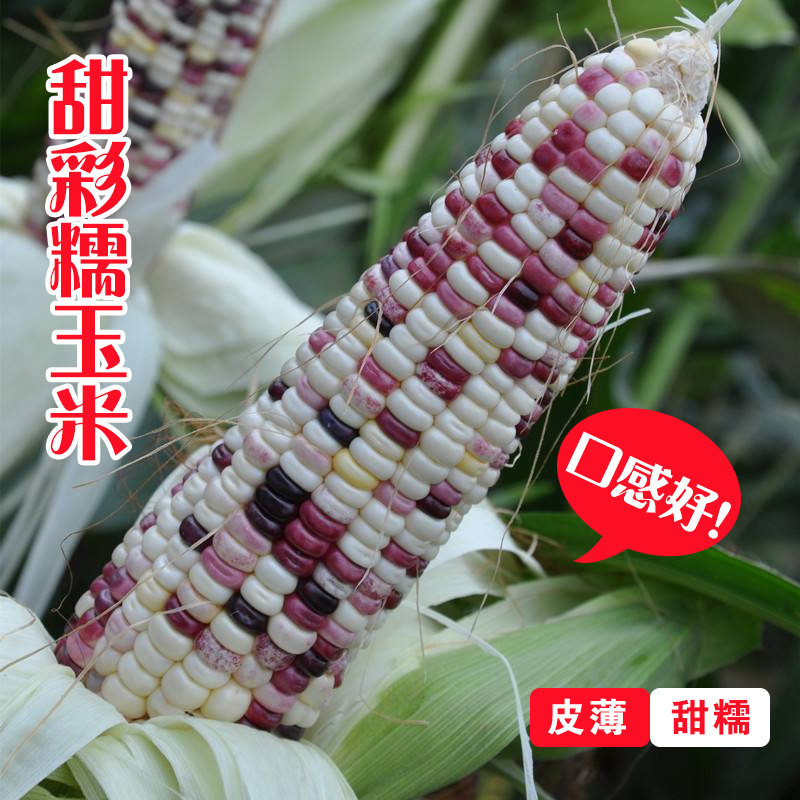 彩甜糯玉米种子黏玉米种籽大棒耐高温农业大田非转基因春夏季四季_虎窝淘