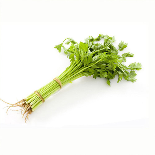 四季小香芹种子苗芹菜种籽农家水芹菜春季四季盆栽阳台蔬菜种孑 - 图3