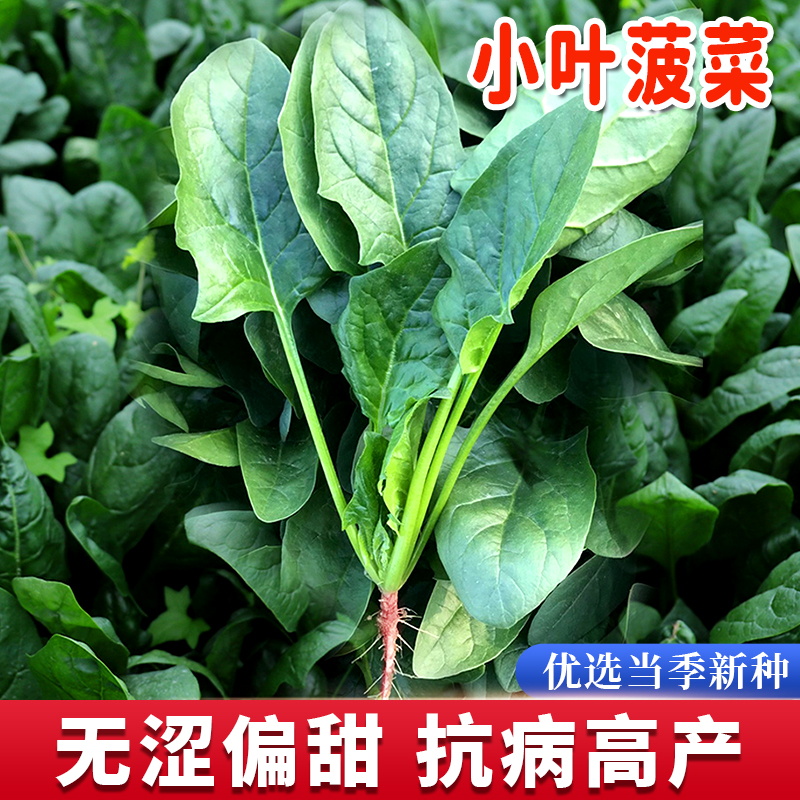 蔬菜种子大全香菜葱菠菜生菜青菜种子家庭阳台春秋四季蔬菜种孑_牛牛种子店_鲜花速递/花卉仿真/绿植园艺-第2张图片-提都小院