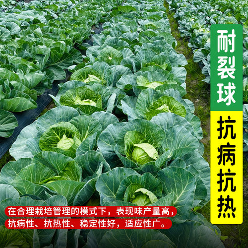 夏播甘蓝种子露天种耐热耐高温绿甘蓝包菜种籽四季播抗病耐裂种孑 - 图3