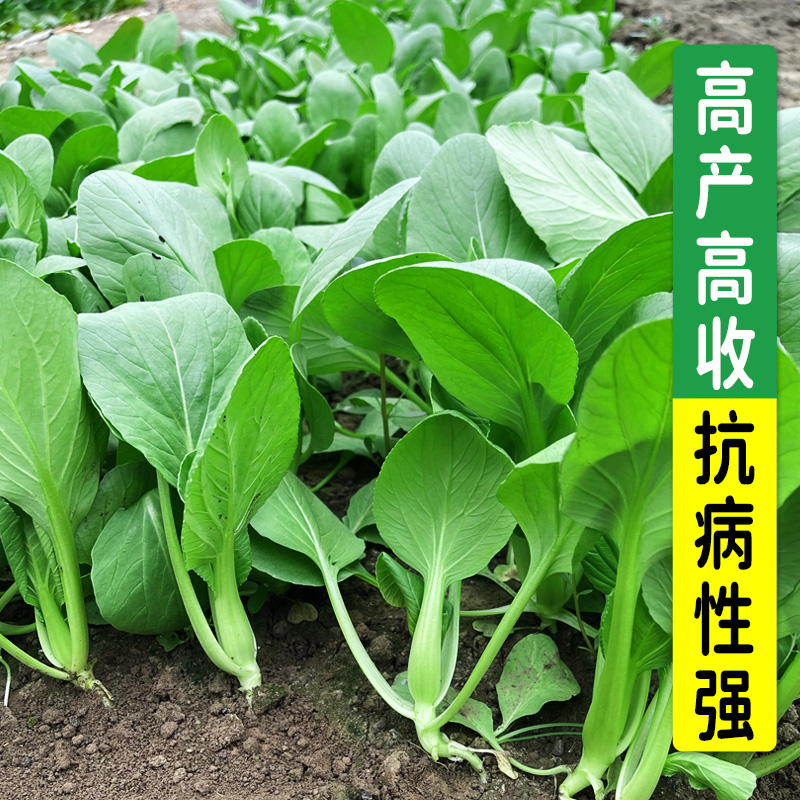 上海鸡毛菜种子种籽上海青小白菜青菜籽春秋四季阳台盆栽蔬菜种孑 - 图0