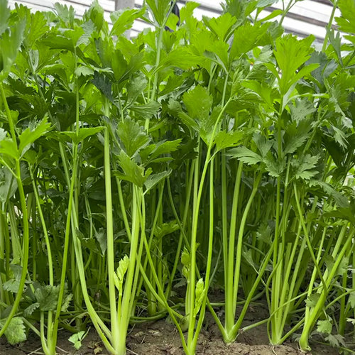 四季小香芹种子苗芹菜种籽农家水芹菜春季四季盆栽阳台蔬菜种孑 - 图2