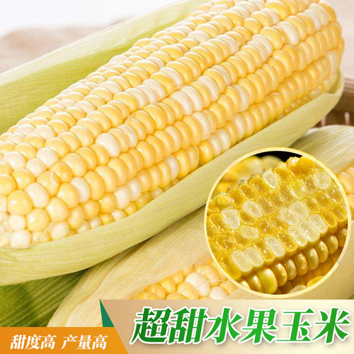 浙甜11超甜水果玉米种子脆甜89玉米种籽孑国审春秋四季大田高产 - 图0