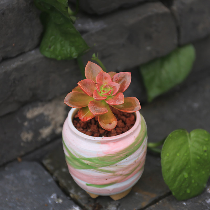 黑法师之精品巧克力方砖抗辐射净化空气办公室阳台精品小萌肉肉