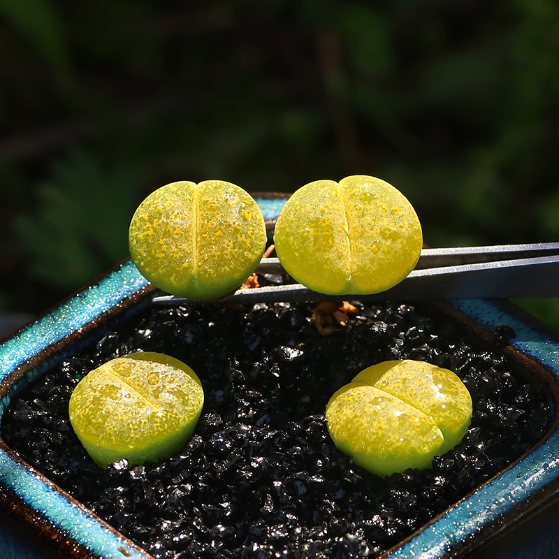 新品生石花多肉植物组合套餐屁股花石头PP盆栽室内办公室可爱萌肉 - 图0