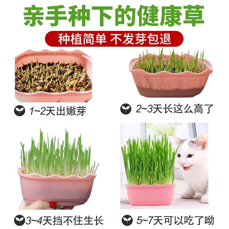 猫草种子水培猫薄荷猫零食除毛球化毛膏猫草种籽盆栽套装猫咪用品