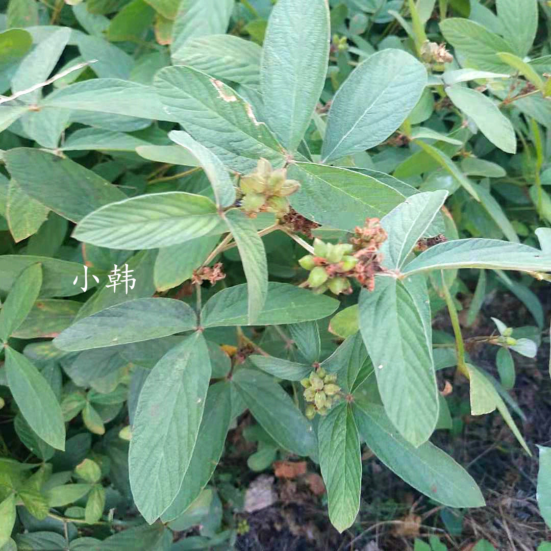 千斤拔苗小叶千斤拔种苗一条根老鼠尾钻地风吊马桩金牛尾植物-图0