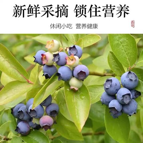 东北大兴安岭野生蓝莓干独立小包装500g伊春特产蓝莓果干无添加剂 - 图3