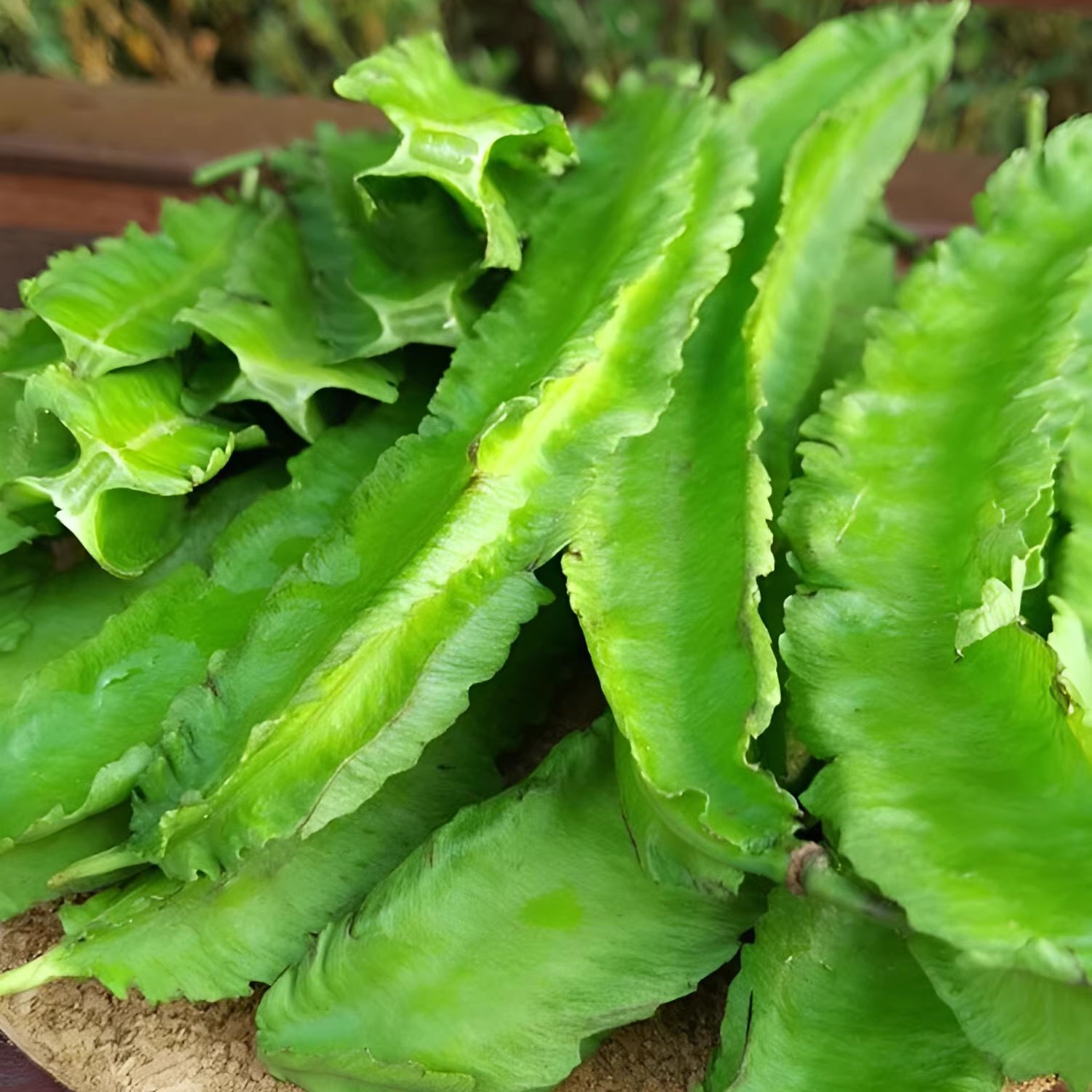 海南豆角四棱豆四角豆龙角豆皇帝豆鲜嫩应季新鲜蔬菜现摘整箱包邮-图3