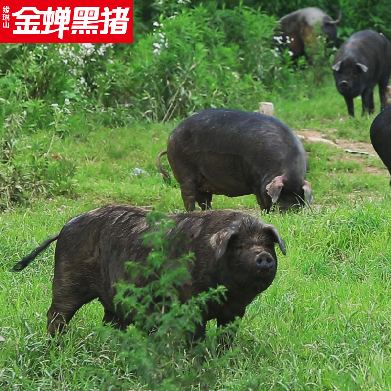 金蝉T9腿肉大别山冷冻农家散养原生态黑猪肉土猪肉猪肉新鲜-图1