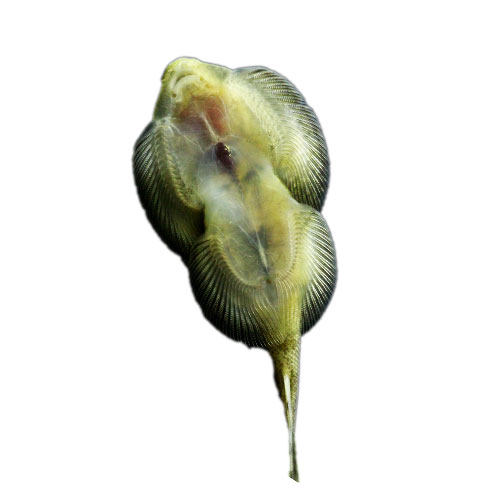 冷水清道夫吸鳅贵州爬岩鳅斗鱼除藻鱼观赏鱼活体冷水鱼配锦鲤金鱼 - 图3