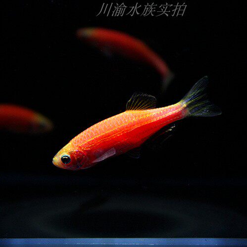 包邮 斑马鱼生态瓶冷水鱼斑马鱼红绿灯淡水鱼小型热带观赏鱼活体 - 图2