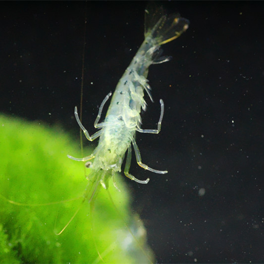 黑壳虾冷水除藻虾包邮观赏虾宠物虾清洁虾活体虾苗饲料水族箱鱼缸-图3