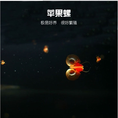 5只包邮 淡水观赏螺除藻螺 黑金刚螺斑马螺杀手螺黄金螺紫纹螺 - 图0