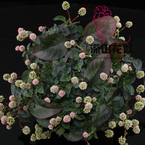 深山花奴头花蓼盆栽 多年生耐热耐寒 低维护常绿地被花卉墙皮地被 - 图0