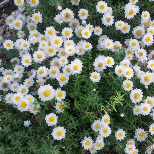 深山花奴 盆苗姬麦竿菊纸鳞托菊耐寒多年生草本花卉庭院楼顶阳台 - 图2