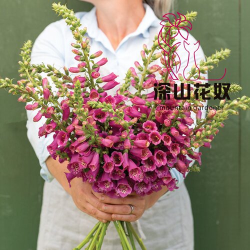 深山花奴 【盆苗】毛地黄粉豹斑点桃粉趣味庭院花境阳台线性植物 - 图2