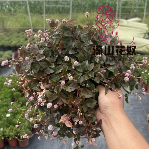 深山花奴头花蓼盆栽 多年生耐热耐寒 低维护常绿地被花卉墙皮地被 - 图3