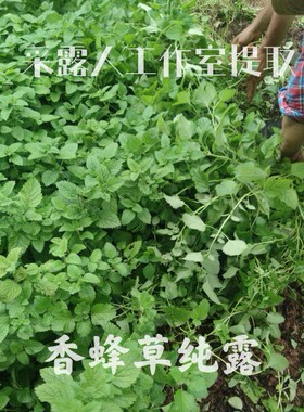 香蜂纯露CLR/采露人控油