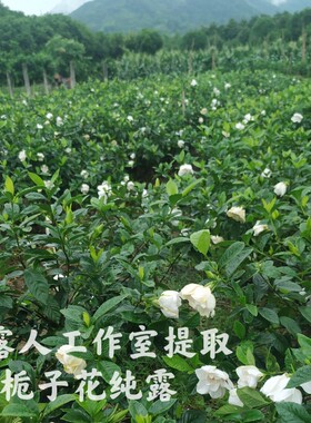 重瓣纯露CLR/采露人补水