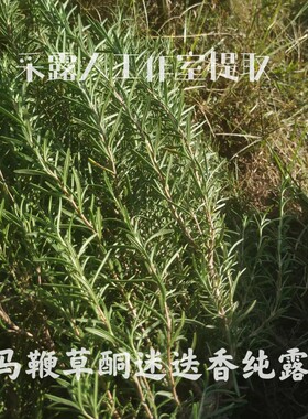 迷迭香马鞭草CLR/采露人控油