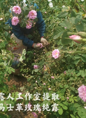 大马士革玫瑰纯露CLR/采露人补水