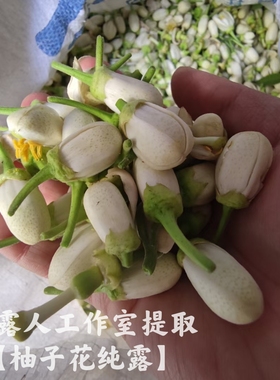 柚子纯露CLR/采露人补水
