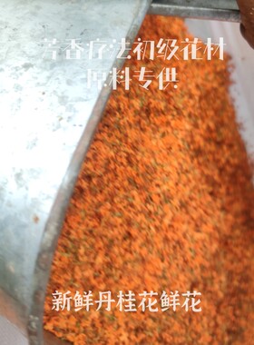 新鲜桂花纯露CLR/采露人