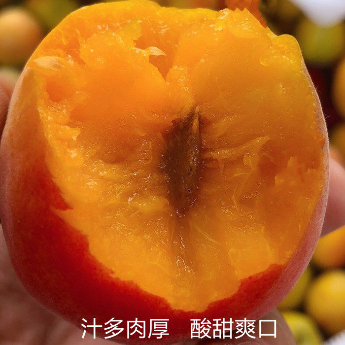 河北大红杏当季新鲜水果杏子整箱脆酸甜黄杏孕妇贵妃酸杏5斤包邮,淘宝优惠券,粉丝福利购,淘宝优惠卷