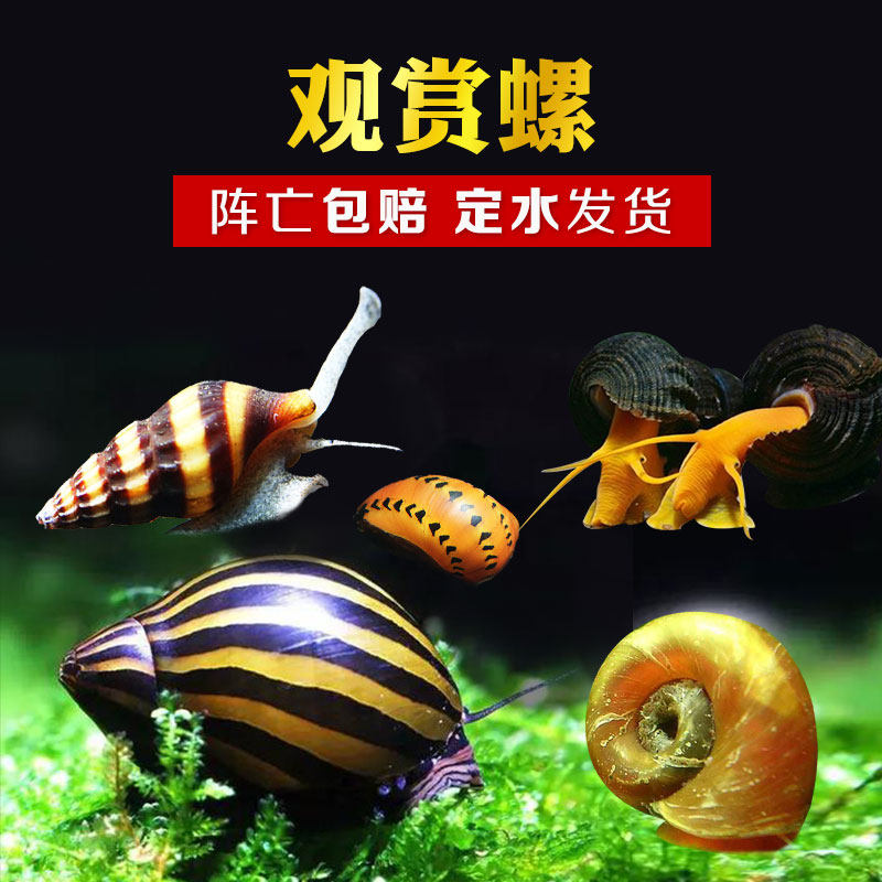 草缸常见杂螺,草缸杂螺种类,鱼缸除藻螺排名(第10页)_大山谷图库