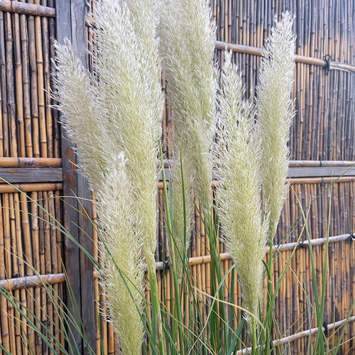 正宗矮蒲苇花苗盆栽庭院抽穗开花多年生常绿芦苇草类搭配花镜植物 - 图2