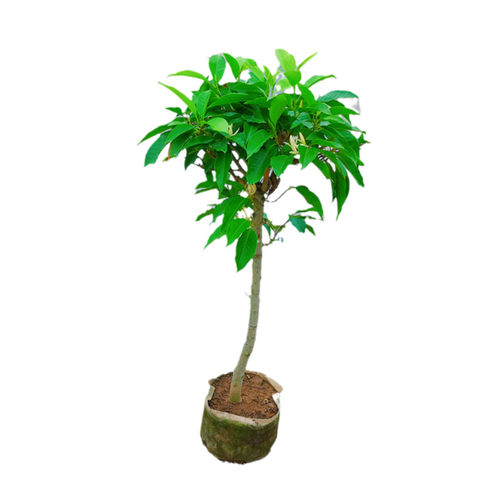 白兰花盆栽黄角兰大树苗玉兰花卉植物室内阳台绿植带花苞花镜植物 - 图3