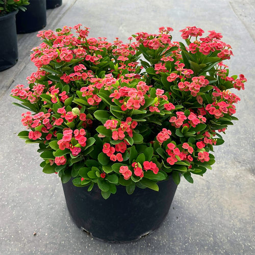 虎刺梅盆栽四季铁海棠老桩大苗多年生植物花期长室内外带花苞发货 - 图0