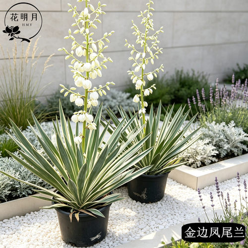 金边凤尾兰盆栽龙舌兰剑麻庭院阳台耐寒花卉四季常绿耐寒花镜植物 - 图0