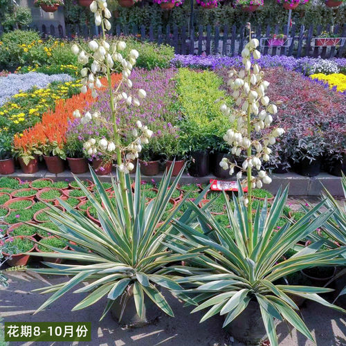 金边凤尾兰盆栽龙舌兰剑麻庭院阳台耐寒花卉四季常绿耐寒花镜植物 - 图1