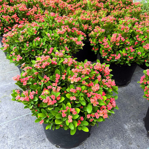 虎刺梅盆栽四季铁海棠老桩大苗多年生植物花期长室内外带花苞发货 - 图2