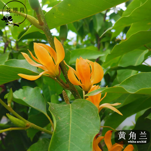 白兰花盆栽黄角兰大树苗玉兰花卉植物室内阳台绿植带花苞花镜植物 - 图1