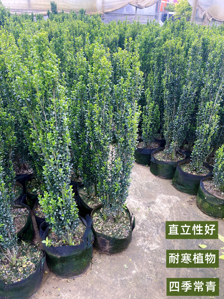 直立冬青树苗日本小叶冬青篱笆围墙耐寒植物四季常园装饰花镜植物-图0