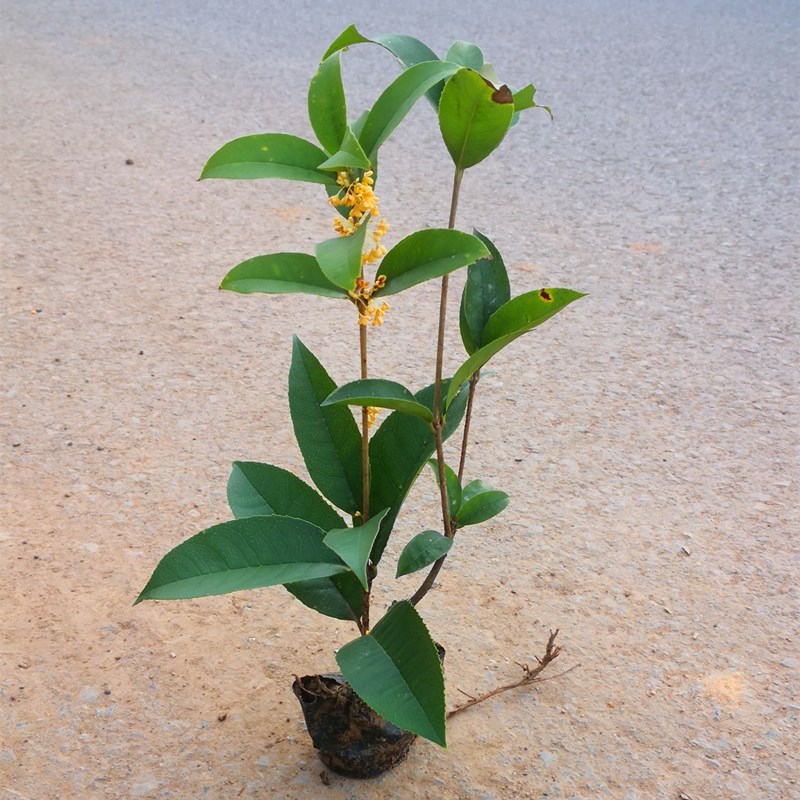 四季桂花树苗盆栽实原生桂花日香桂月桂天香台阁花佛顶珠地盆景-图0