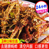 Fresh and crispy locusts fried with grasshoppers ready-to-eat snacks Insect Foods Barbecue Grasshopper Peppers Gourmet Peppers Gourmets gourmet food