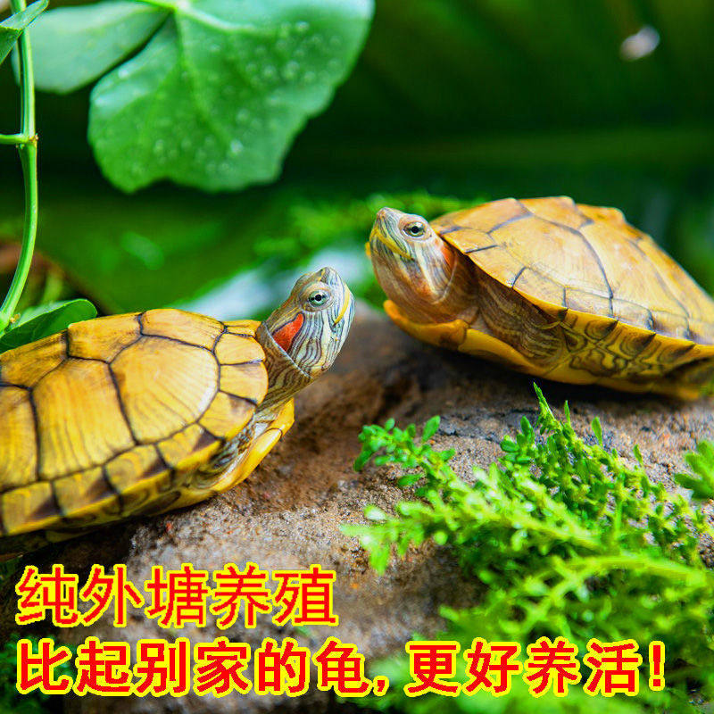 黄金巴西龟活体宠物龟外塘养殖网红小乌龟招财龟情侣龟风水龟水龟,淘宝优惠券,粉丝福利购,淘宝优惠卷
