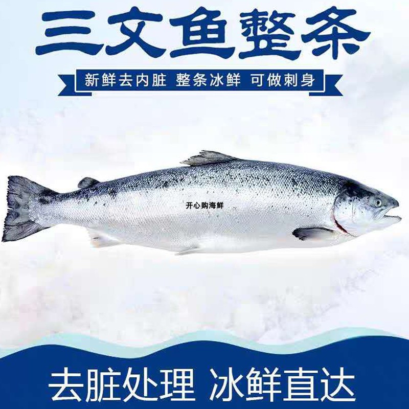 整条挪威三文鱼进口新鲜鱼生刺身11-14斤/条75元/斤广东包邮 - 图3