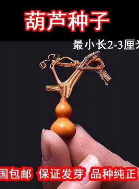 草里金手捻小葫芦种子小八宝蚂蚁三停庭亭葫芦莲花头冬瓜小瓢苹果